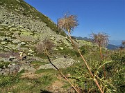 28 In discesa sul sent. 161 per il Passo del Forcellino in Val Bomino